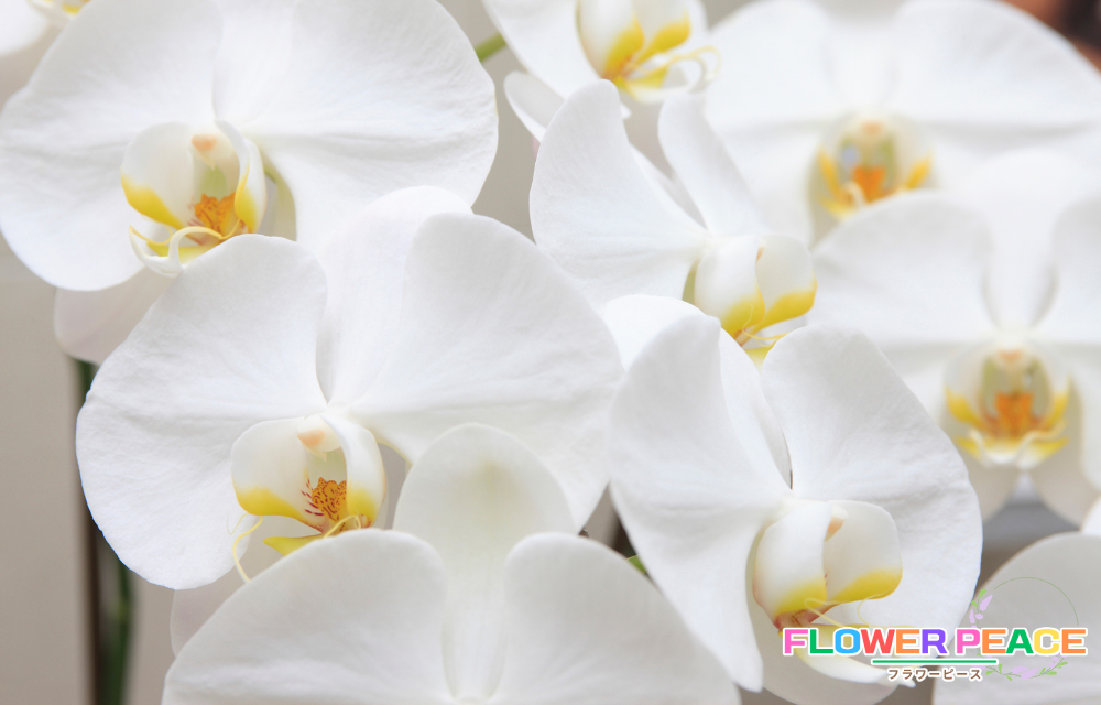 白の胡蝶蘭を選ぶ理由：新たな始まりを象徴する色