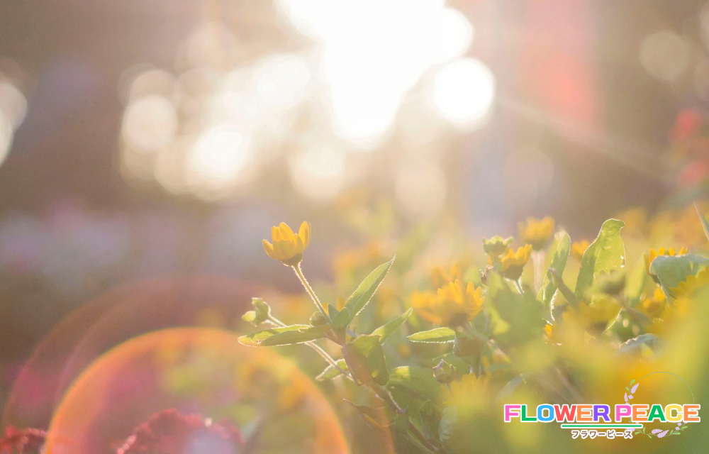 花と心の健康：フラワーセラピーの可能性